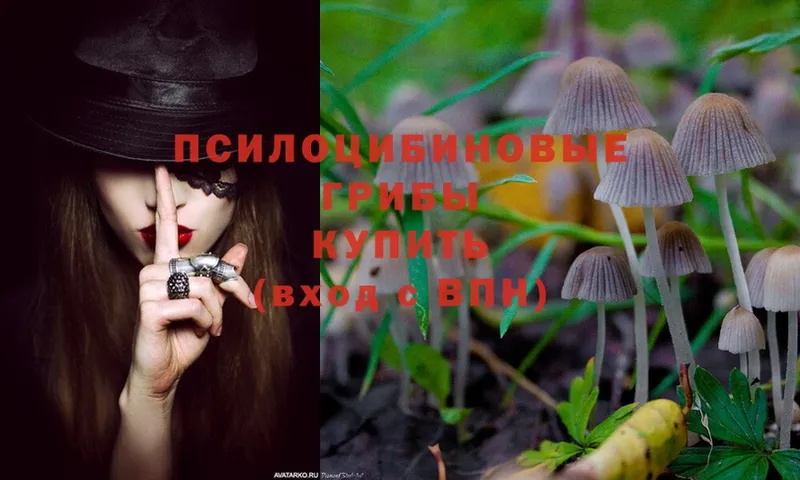 kraken ТОР  Петропавловск-Камчатский  Псилоцибиновые грибы MAGIC MUSHROOMS 